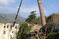 n°86-Ragno-PALAZZANI-TSJ-39-per-potatura-alberi-di-alto-fusto-Salerno-Apr-2015-(3)